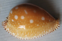 Cypraea guttata Gmelin,1791
